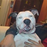 Amerikansk staffordshire terrier Gizmo