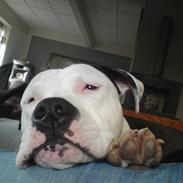 Amerikansk staffordshire terrier Gizmo