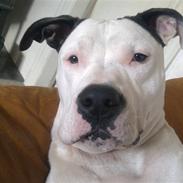 Amerikansk staffordshire terrier Gizmo