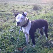 Amerikansk staffordshire terrier Gizmo