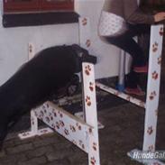 Labrador retriever trunte