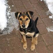 Blanding af racer Kiki