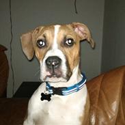 Amerikansk bulldog bubbi