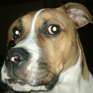 Amerikansk bulldog bubbi
