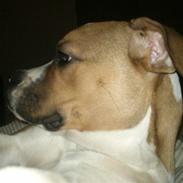 Amerikansk bulldog bubbi