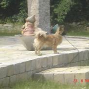 Blanding af racer Zazzi