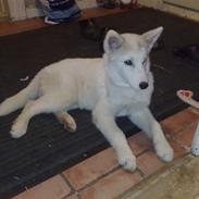 Grønlandshund Malik
