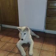 Grønlandshund Malik