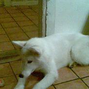 Grønlandshund Malik