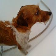 Blanding af racer Sofus