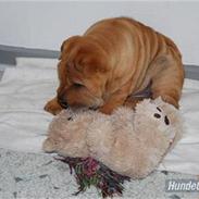 Shar pei Mille