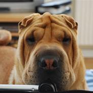 Shar pei Mille