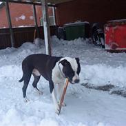 Amerikansk staffordshire terrier tyson