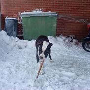 Amerikansk staffordshire terrier tyson