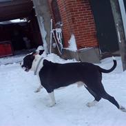 Amerikansk staffordshire terrier tyson