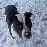 Amerikansk staffordshire terrier tyson
