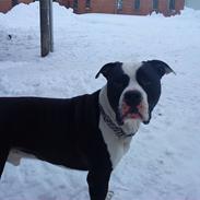 Amerikansk staffordshire terrier tyson