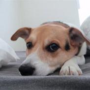 Dansk svensk gaardhund Albert