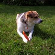 Dansk svensk gaardhund Albert