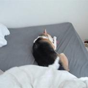 Dansk svensk gaardhund Albert