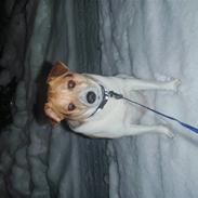 Dansk svensk gaardhund Albert