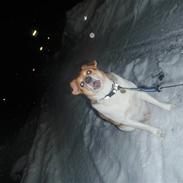 Dansk svensk gaardhund Albert