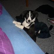 Blanding af racer Molly