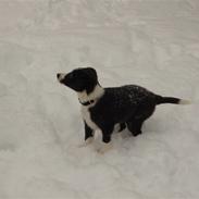 Blanding af racer Molly