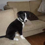 Blanding af racer Molly