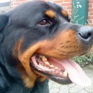 Rottweiler Shaggy