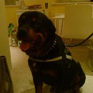 Rottweiler Shaggy