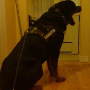 Rottweiler Shaggy