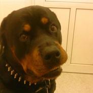 Rottweiler Shaggy