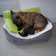 Cairn terrier Buster