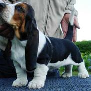 Basset hound Bobass Monty