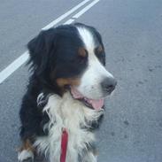 Berner sennenhund Tertzo's Fenton   + R.I.P +