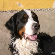 Berner sennenhund Tertzo's Fenton   + R.I.P +