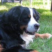 Berner sennenhund Tertzo's Fenton   + R.I.P +