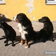 Berner sennenhund Tertzo's Fenton   + R.I.P +