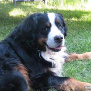 Berner sennenhund Tertzo's Fenton   + R.I.P +
