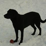 Labrador retriever eddie