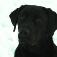 Labrador retriever eddie