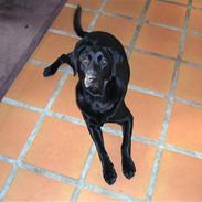 Labrador retriever eddie