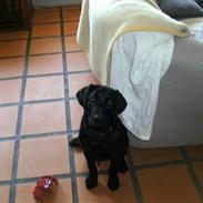 Labrador retriever eddie