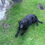 Labrador retriever eddie