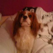 Cavalier king charles spaniel Oliver