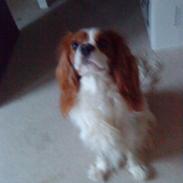 Cavalier king charles spaniel Oliver