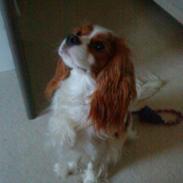 Cavalier king charles spaniel Oliver