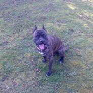 Amerikansk staffordshire terrier pablo