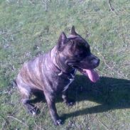 Amerikansk staffordshire terrier pablo